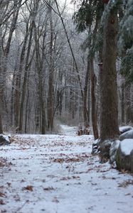 Preview wallpaper forest, path, snow, winter, nature