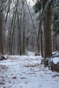 Preview wallpaper forest, path, snow, winter, nature