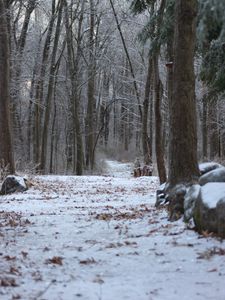 Preview wallpaper forest, path, snow, winter, nature