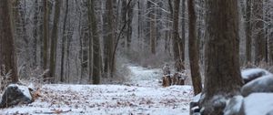 Preview wallpaper forest, path, snow, winter, nature