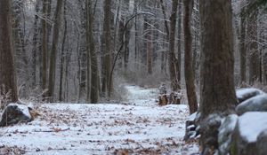 Preview wallpaper forest, path, snow, winter, nature