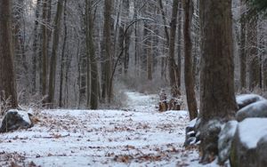 Preview wallpaper forest, path, snow, winter, nature