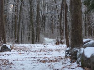 Preview wallpaper forest, path, snow, winter, nature