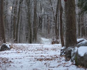 Preview wallpaper forest, path, snow, winter, nature