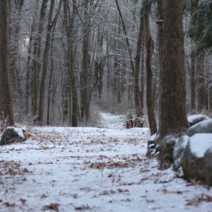 Preview wallpaper forest, path, snow, winter, nature