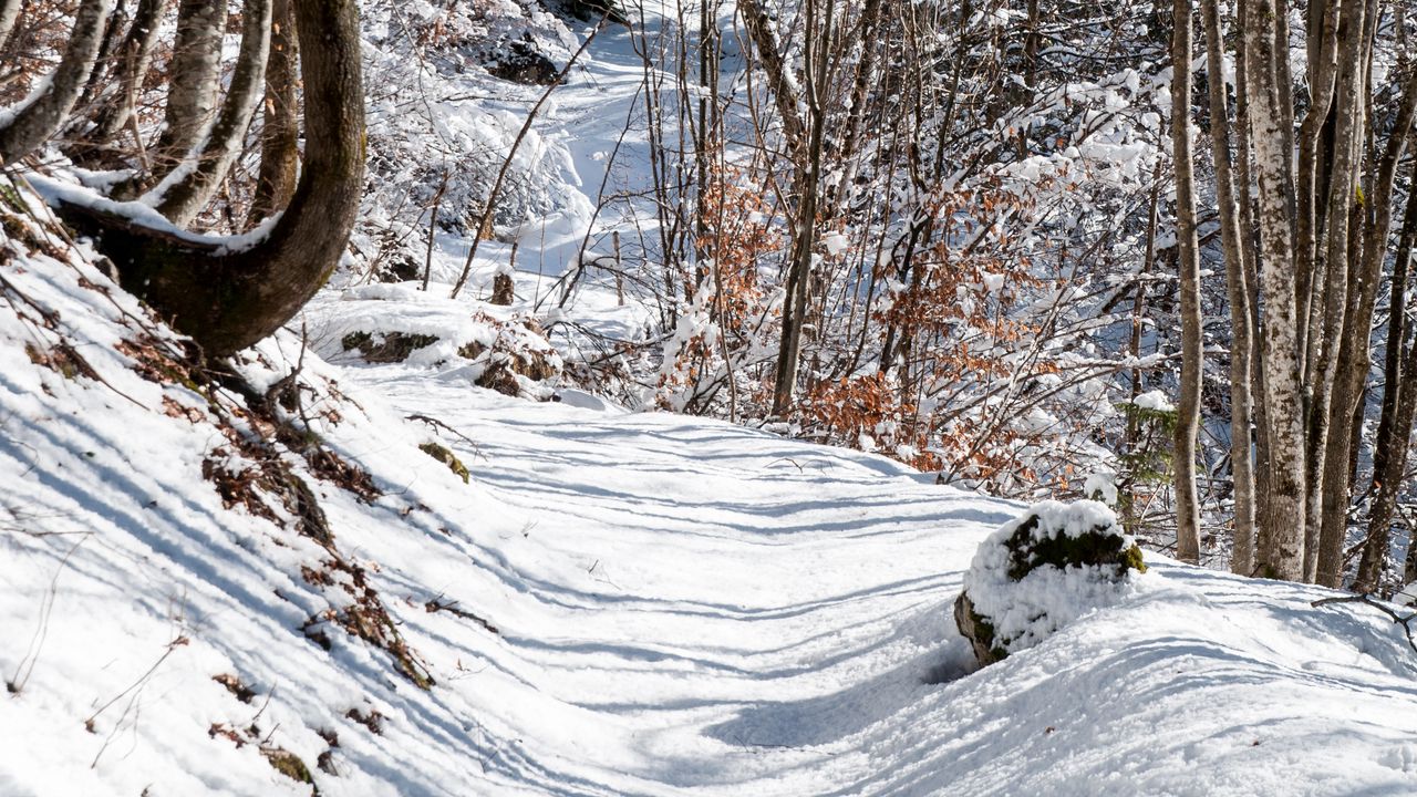 Wallpaper forest, path, snow, winter