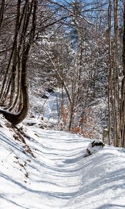 Preview wallpaper forest, path, snow, winter