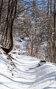 Preview wallpaper forest, path, snow, winter