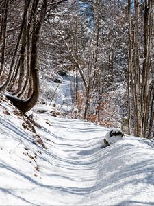 Preview wallpaper forest, path, snow, winter