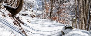 Preview wallpaper forest, path, snow, winter
