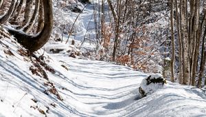 Preview wallpaper forest, path, snow, winter