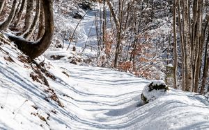 Preview wallpaper forest, path, snow, winter