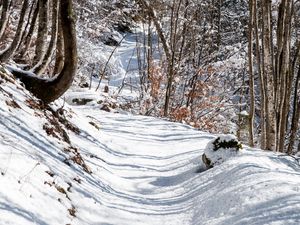 Preview wallpaper forest, path, snow, winter