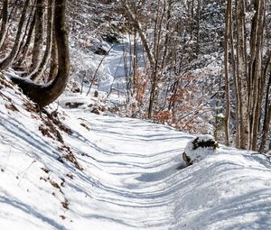 Preview wallpaper forest, path, snow, winter