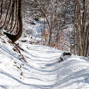 Preview wallpaper forest, path, snow, winter