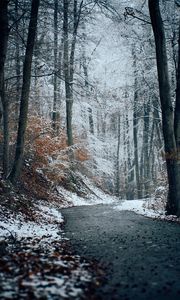 Preview wallpaper forest, path, snow, trees, winter, nature