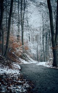 Preview wallpaper forest, path, snow, trees, winter, nature