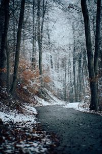 Preview wallpaper forest, path, snow, trees, winter, nature