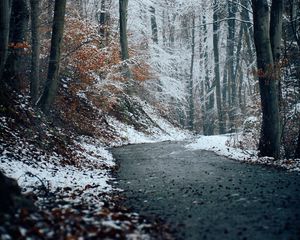 Preview wallpaper forest, path, snow, trees, winter, nature