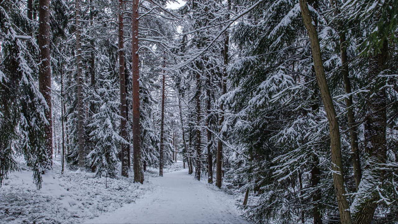 Wallpaper forest, path, snow, trees, pines, winter