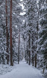 Preview wallpaper forest, path, snow, trees, pines, winter