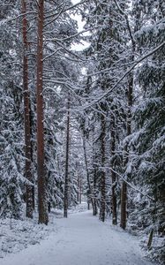 Preview wallpaper forest, path, snow, trees, pines, winter