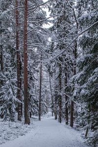 Preview wallpaper forest, path, snow, trees, pines, winter