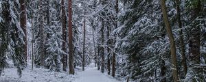 Preview wallpaper forest, path, snow, trees, pines, winter