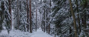 Preview wallpaper forest, path, snow, trees, pines, winter
