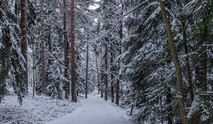 Preview wallpaper forest, path, snow, trees, pines, winter