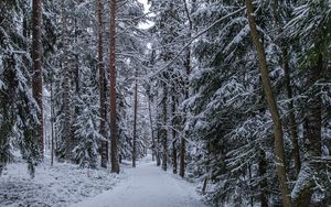 Preview wallpaper forest, path, snow, trees, pines, winter
