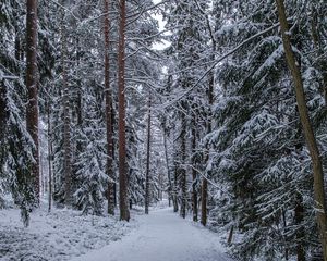 Preview wallpaper forest, path, snow, trees, pines, winter