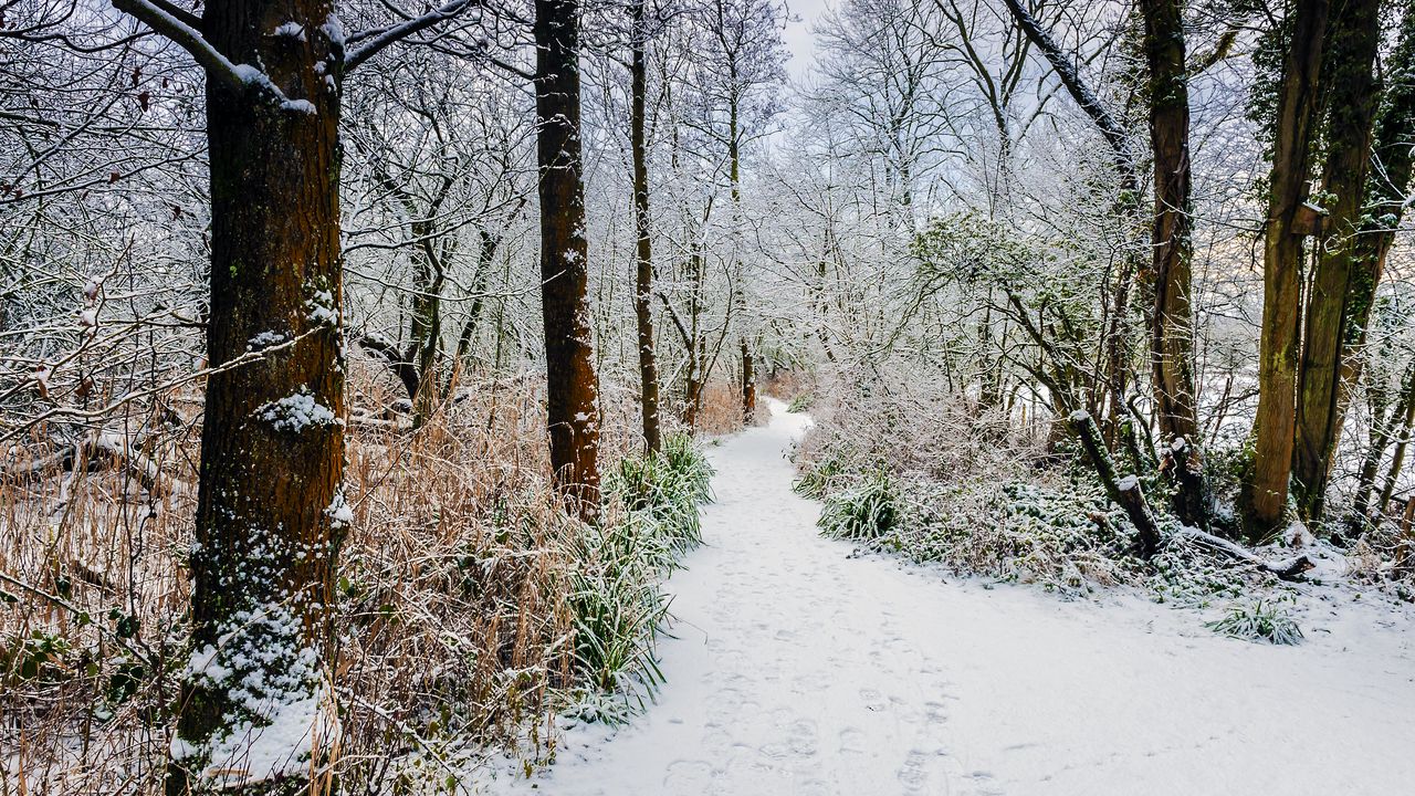 Wallpaper forest, path, snow, trees, bushes, winter