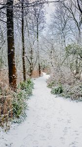 Preview wallpaper forest, path, snow, trees, bushes, winter