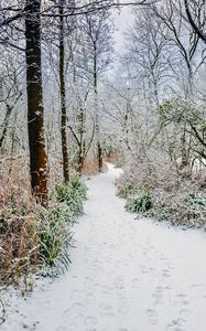 Preview wallpaper forest, path, snow, trees, bushes, winter