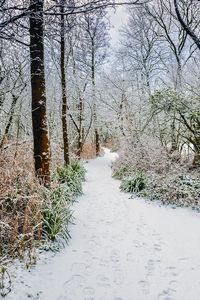 Preview wallpaper forest, path, snow, trees, bushes, winter
