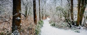 Preview wallpaper forest, path, snow, trees, bushes, winter