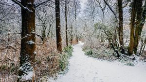 Preview wallpaper forest, path, snow, trees, bushes, winter