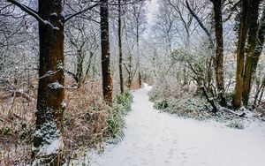 Preview wallpaper forest, path, snow, trees, bushes, winter