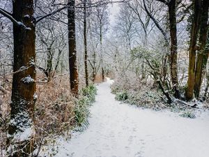 Preview wallpaper forest, path, snow, trees, bushes, winter