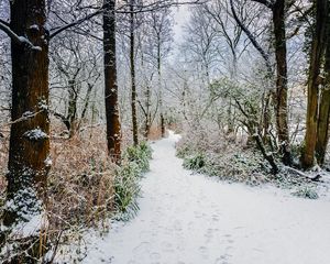 Preview wallpaper forest, path, snow, trees, bushes, winter
