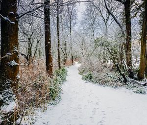 Preview wallpaper forest, path, snow, trees, bushes, winter