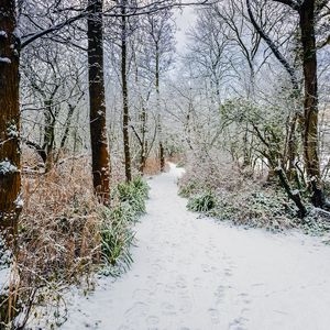 Preview wallpaper forest, path, snow, trees, bushes, winter