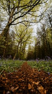 Preview wallpaper forest, path, spring, flowering