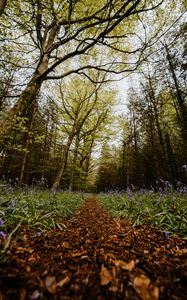 Preview wallpaper forest, path, spring, flowering