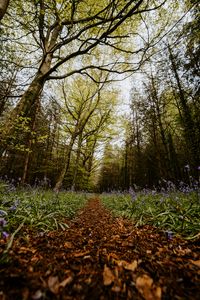 Preview wallpaper forest, path, spring, flowering