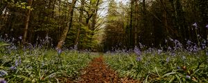 Preview wallpaper forest, path, spring, flowering