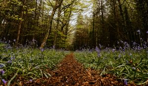 Preview wallpaper forest, path, spring, flowering