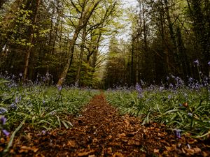 Preview wallpaper forest, path, spring, flowering