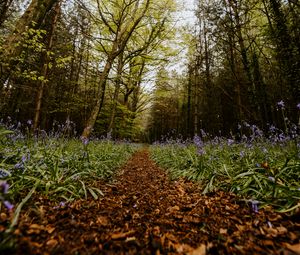 Preview wallpaper forest, path, spring, flowering